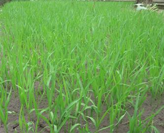 荆州生物工程公司